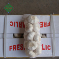 best quality pure white garlic from factory of china